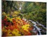 Waterfall Running Through Forest in Autumn by Anonymous