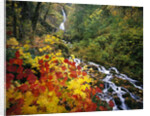 Waterfall Running Through Forest in Autumn by Anonymous