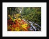 Waterfall Running Through Forest in Autumn by Anonymous