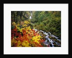 Waterfall Running Through Forest in Autumn by Anonymous