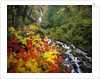 Waterfall Running Through Forest in Autumn by Anonymous