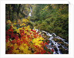 Waterfall Running Through Forest in Autumn by Anonymous