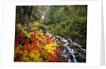 Waterfall Running Through Forest in Autumn by Anonymous