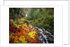 Waterfall Running Through Forest in Autumn by Anonymous