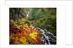 Waterfall Running Through Forest in Autumn by Anonymous
