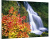 Autumn Leaves by Rushing Waterfall by Anonymous