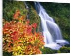 Autumn Leaves by Rushing Waterfall by Anonymous