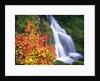 Autumn Leaves by Rushing Waterfall by Anonymous