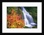 Autumn Leaves by Rushing Waterfall by Anonymous