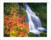 Autumn Leaves by Rushing Waterfall by Anonymous
