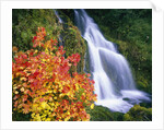 Autumn Leaves by Rushing Waterfall by Anonymous