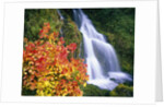 Autumn Leaves by Rushing Waterfall by Anonymous