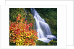 Autumn Leaves by Rushing Waterfall by Anonymous