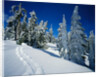 Snowshoe Tracks in Snowy Field by Anonymous