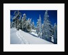 Snowshoe Tracks in Snowy Field by Anonymous