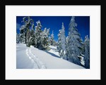 Snowshoe Tracks in Snowy Field by Anonymous