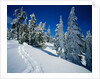 Snowshoe Tracks in Snowy Field by Anonymous