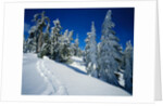 Snowshoe Tracks in Snowy Field by Anonymous