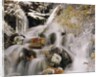 Trees Covered in Ice by Cascade by Anonymous