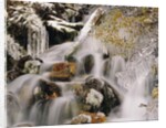 Trees Covered in Ice by Cascade by Anonymous