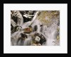 Trees Covered in Ice by Cascade by Anonymous