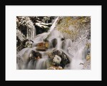 Trees Covered in Ice by Cascade by Anonymous