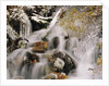 Trees Covered in Ice by Cascade by Anonymous