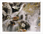 Trees Covered in Ice by Cascade by Anonymous