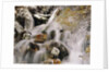 Trees Covered in Ice by Cascade by Anonymous