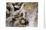 Trees Covered in Ice by Cascade by Anonymous