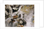 Trees Covered in Ice by Cascade by Anonymous