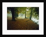 Quiet Park in Autumn by Anonymous