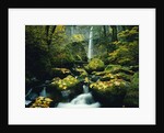 Stream and Waterfall in Autumn by Anonymous