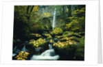 Stream and Waterfall in Autumn by Anonymous