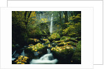 Stream and Waterfall in Autumn by Anonymous