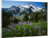 Wildflowers in Bloom by Snow-Capped Mountain by Anonymous