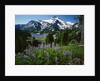 Wildflowers in Bloom by Snow-Capped Mountain by Anonymous
