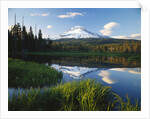 Mount Hood Reflected in Beaver Pond by Anonymous
