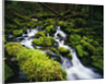 Moss Blanketing Rocks in Olympic National Park by Anonymous
