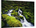 Moss Blanketing Rocks in Olympic National Park by Anonymous