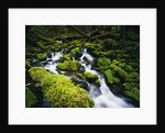 Moss Blanketing Rocks in Olympic National Park by Anonymous