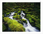 Moss Blanketing Rocks in Olympic National Park by Anonymous