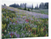 Wildflowers in Bloom on Mount Rainier by Anonymous