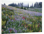 Wildflowers in Bloom on Mount Rainier by Anonymous