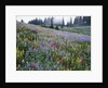Wildflowers in Bloom on Mount Rainier by Anonymous