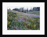 Wildflowers in Bloom on Mount Rainier by Anonymous