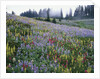 Wildflowers in Bloom on Mount Rainier by Anonymous