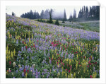 Wildflowers in Bloom on Mount Rainier by Anonymous