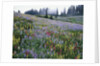 Wildflowers in Bloom on Mount Rainier by Anonymous