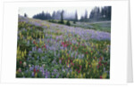Wildflowers in Bloom on Mount Rainier by Anonymous